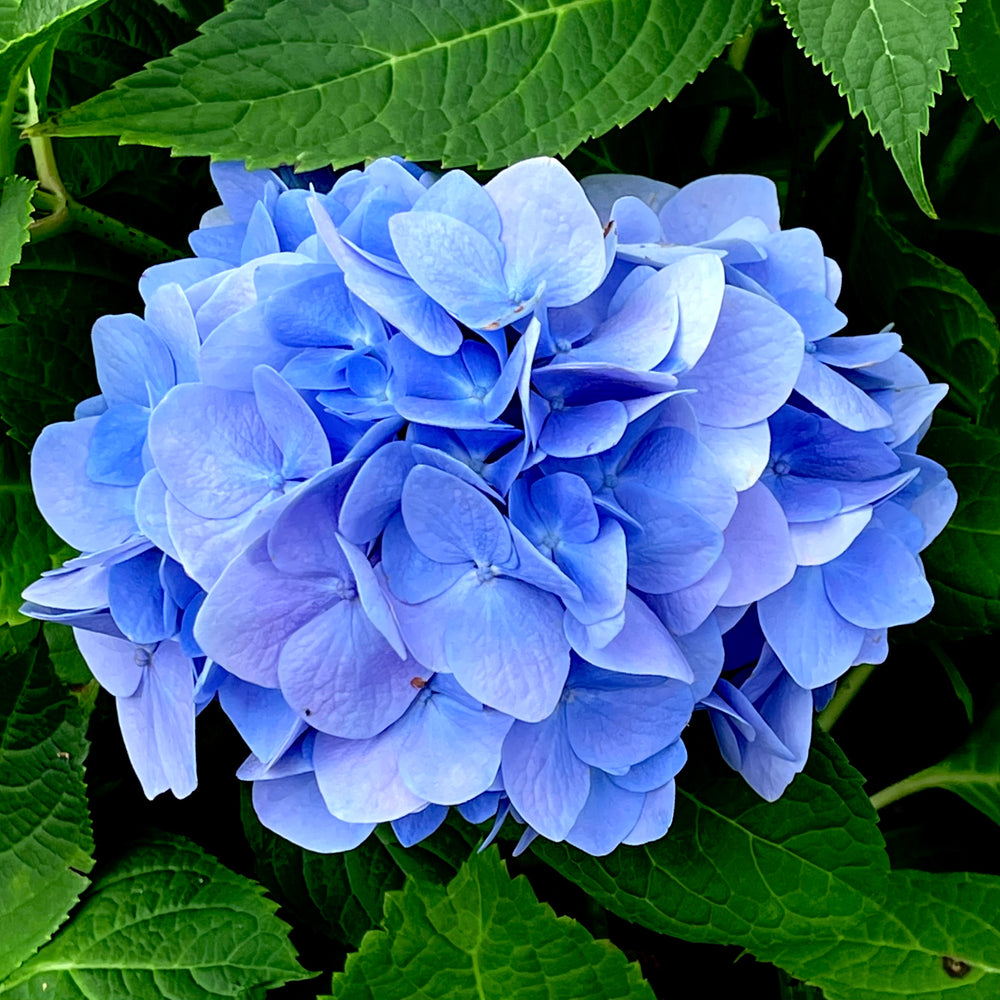 Nantucket Blue™ Hydrangea – Lots Of Plants