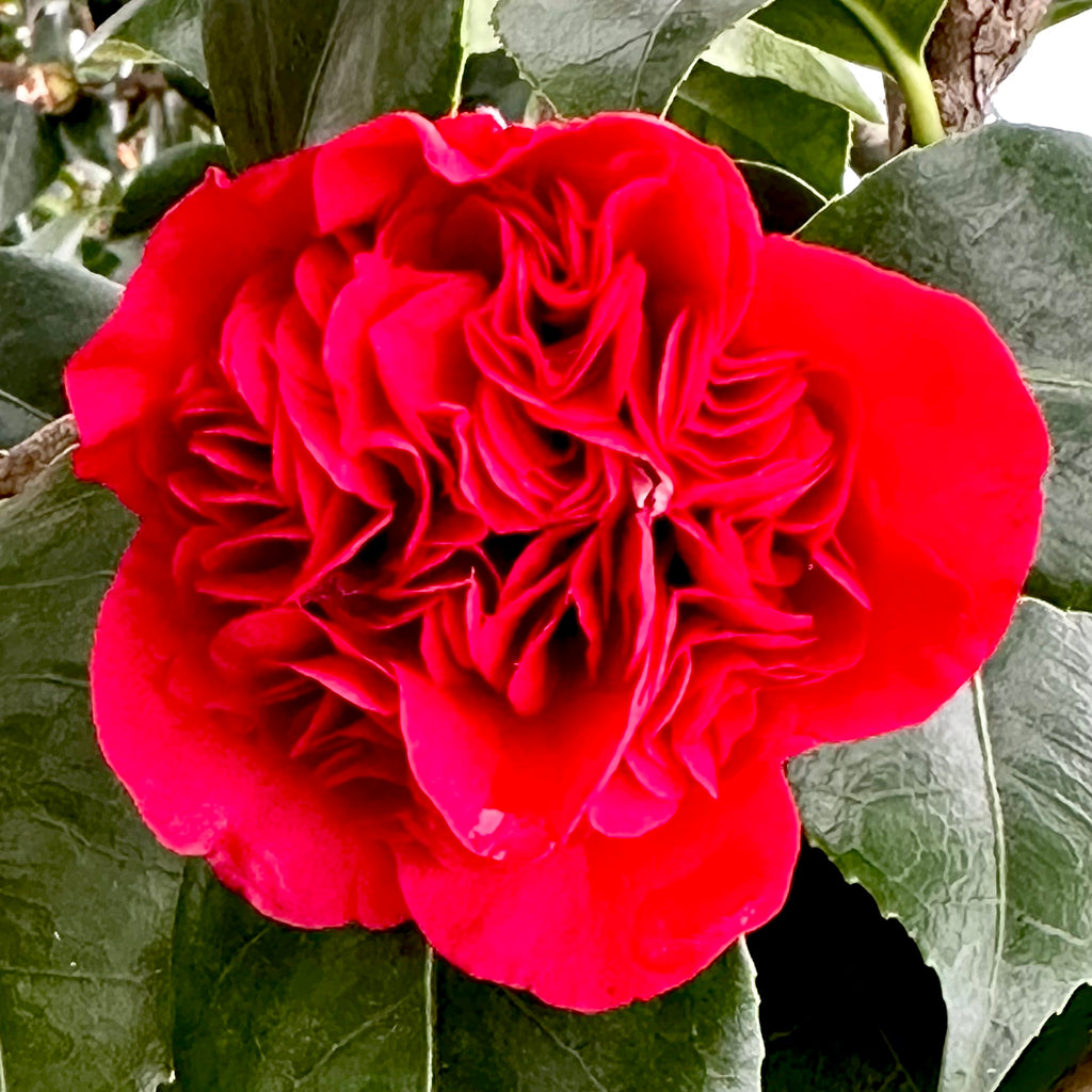 FOXEY NEW YORK 【Camellia Top】38 Camellia flower in Zone 7b Bayside, NY