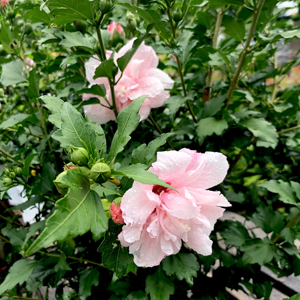 Strawberry Smoothie™ Hibiscus Rose Of Sharon 3 Gallon Container