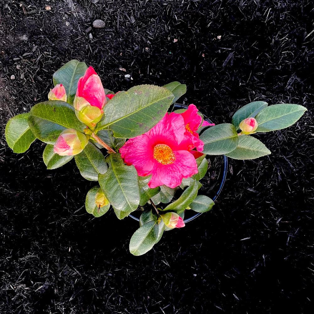 Spring's Promise Camellia 3 gallon container Lots of Plants