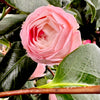 Grace Albritton Camellia