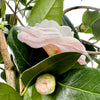 Grace Albritton Camellia