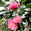 April Remembered Camellia