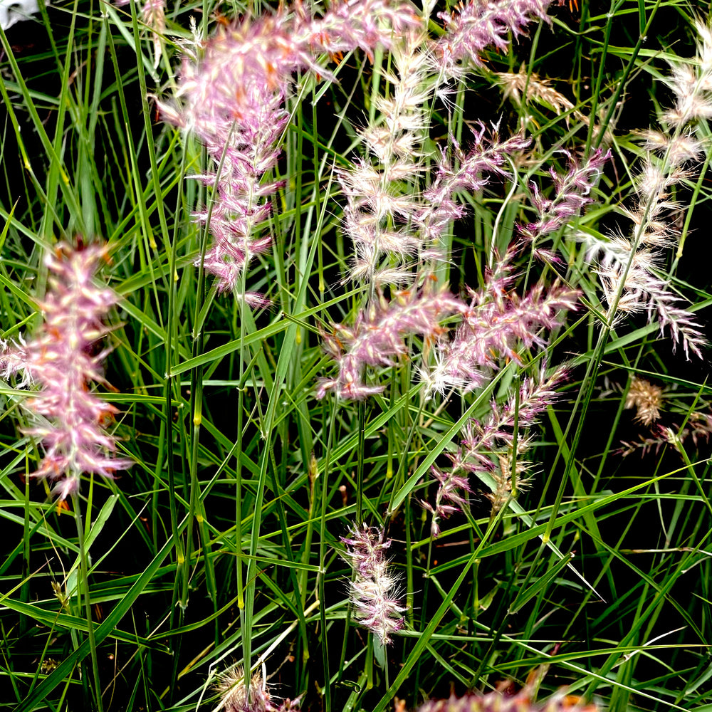 Karley Rose Fountain Grass 3 gallon container Lots of Plants