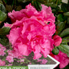 Bloom-A-Thon® Pink Double Azalea