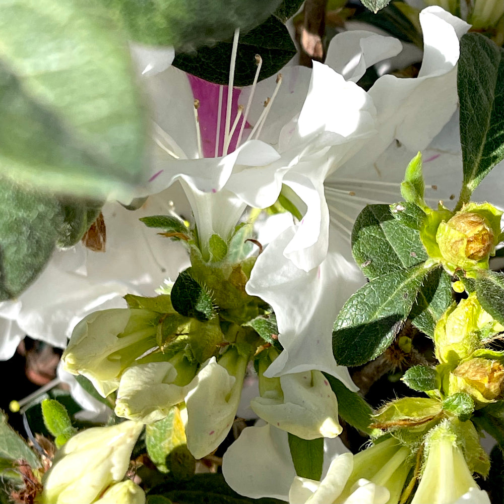 Autumn Lily® Encore Azalea 3 gallon container Lots of Plants