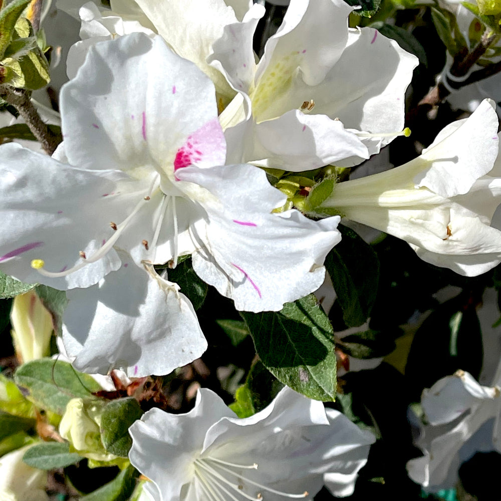 Autumn Lily® Encore Azalea 3 gallon container Lots of Plants