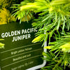 Golden Pacific Juniper