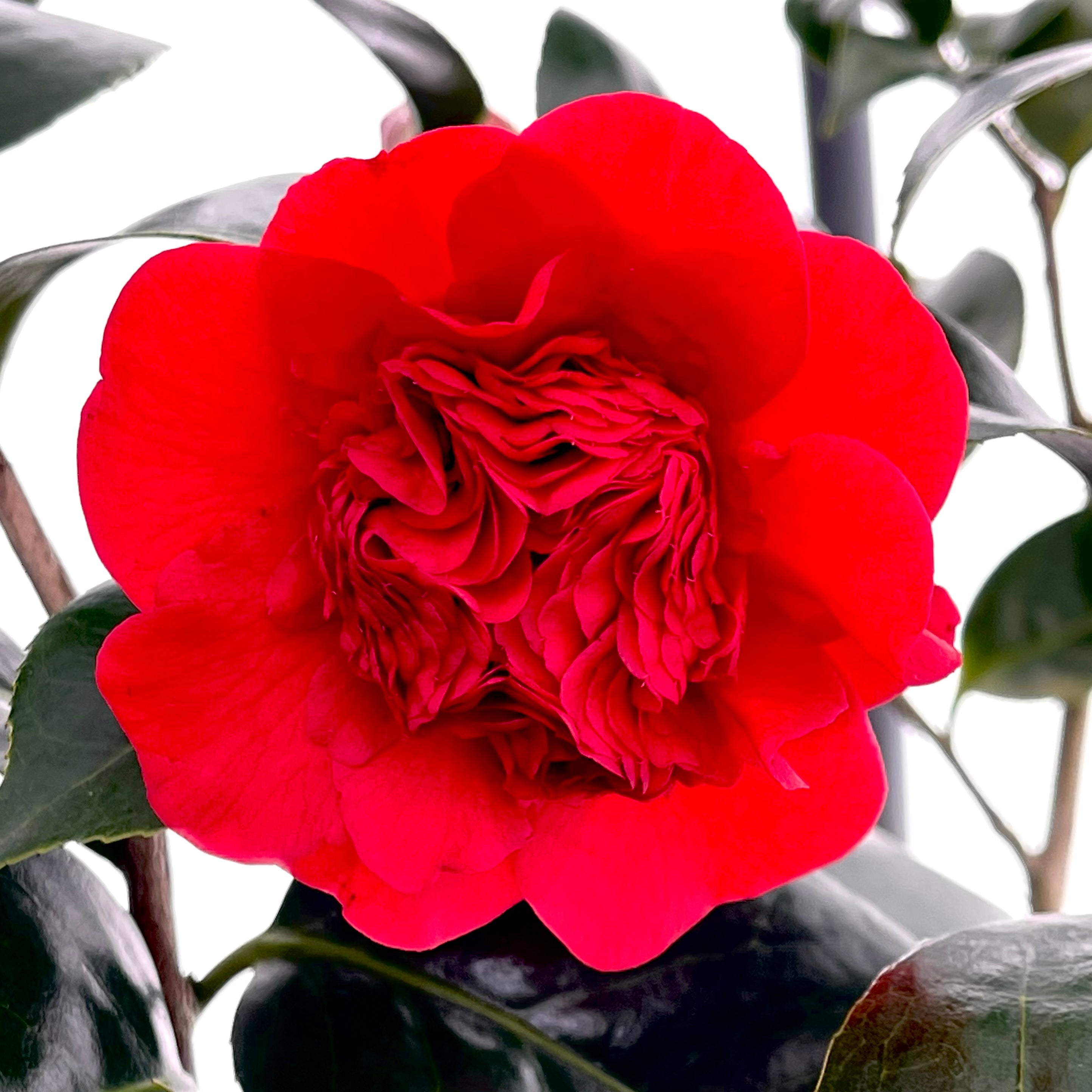 Professor Sargent Camellia