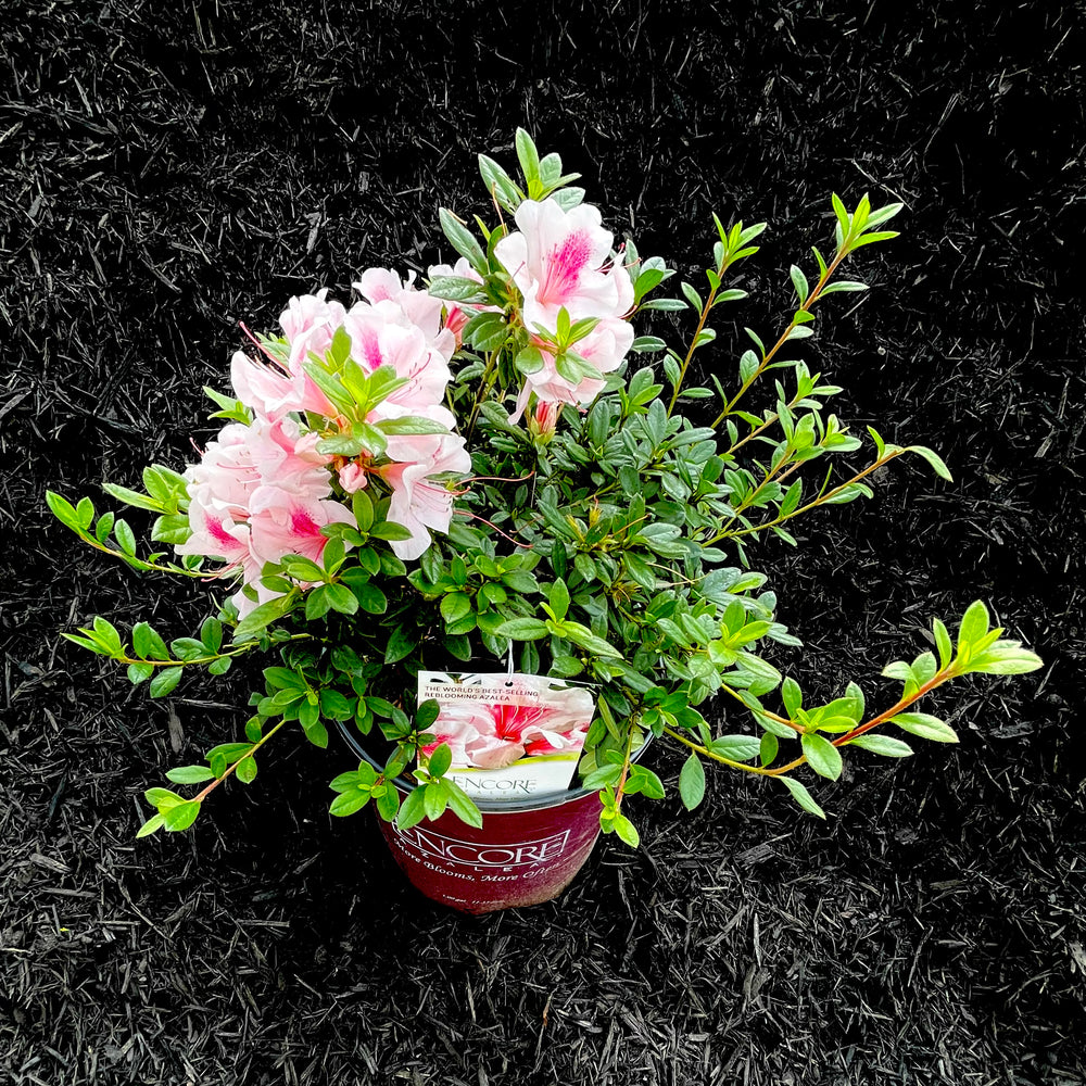 Autumn Chiffon® Encore Azalea- 3 Gallon
