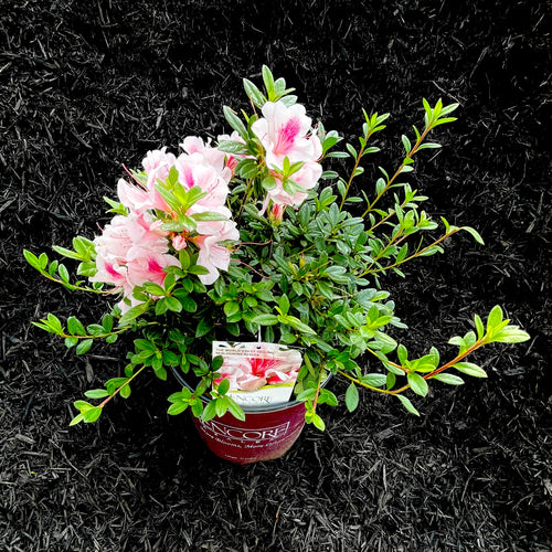 Autumn Chiffon® Encore Azalea- 3 Gallon
