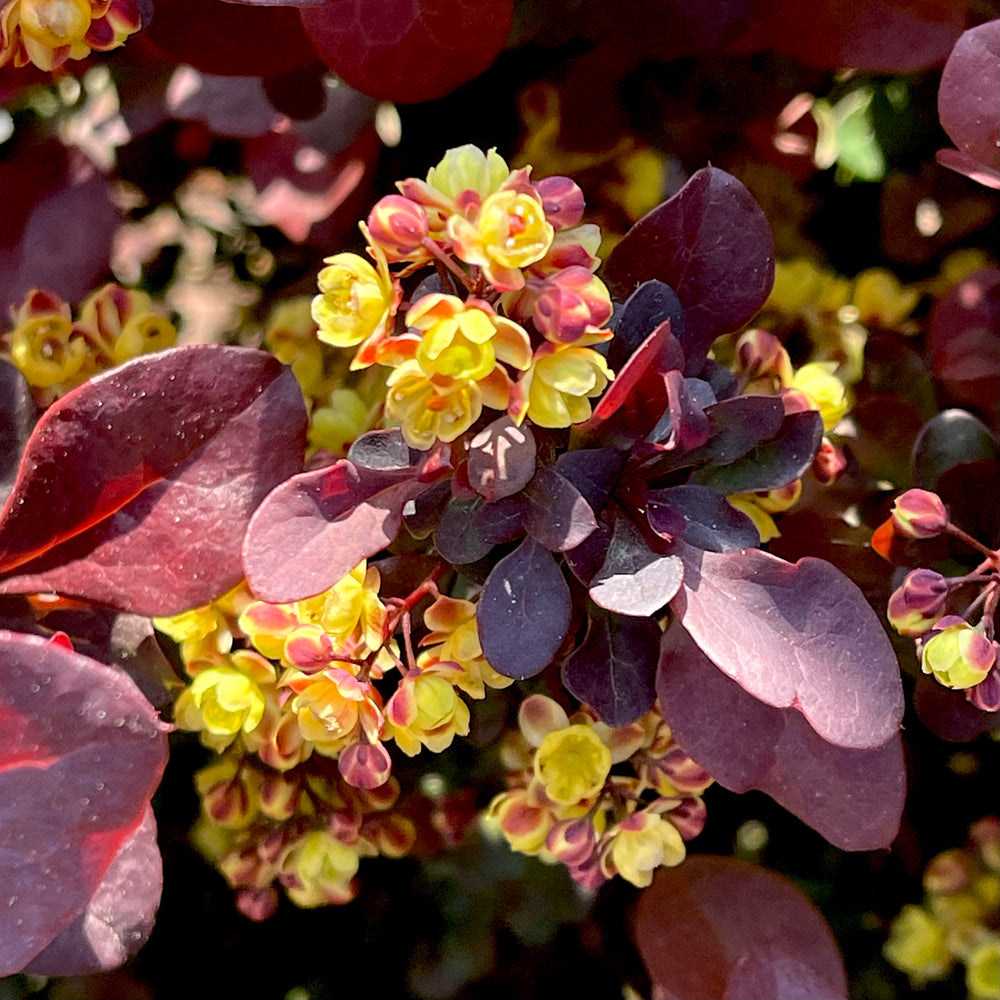 Concorde Barberry - 2 gallon container – Lots of Plants