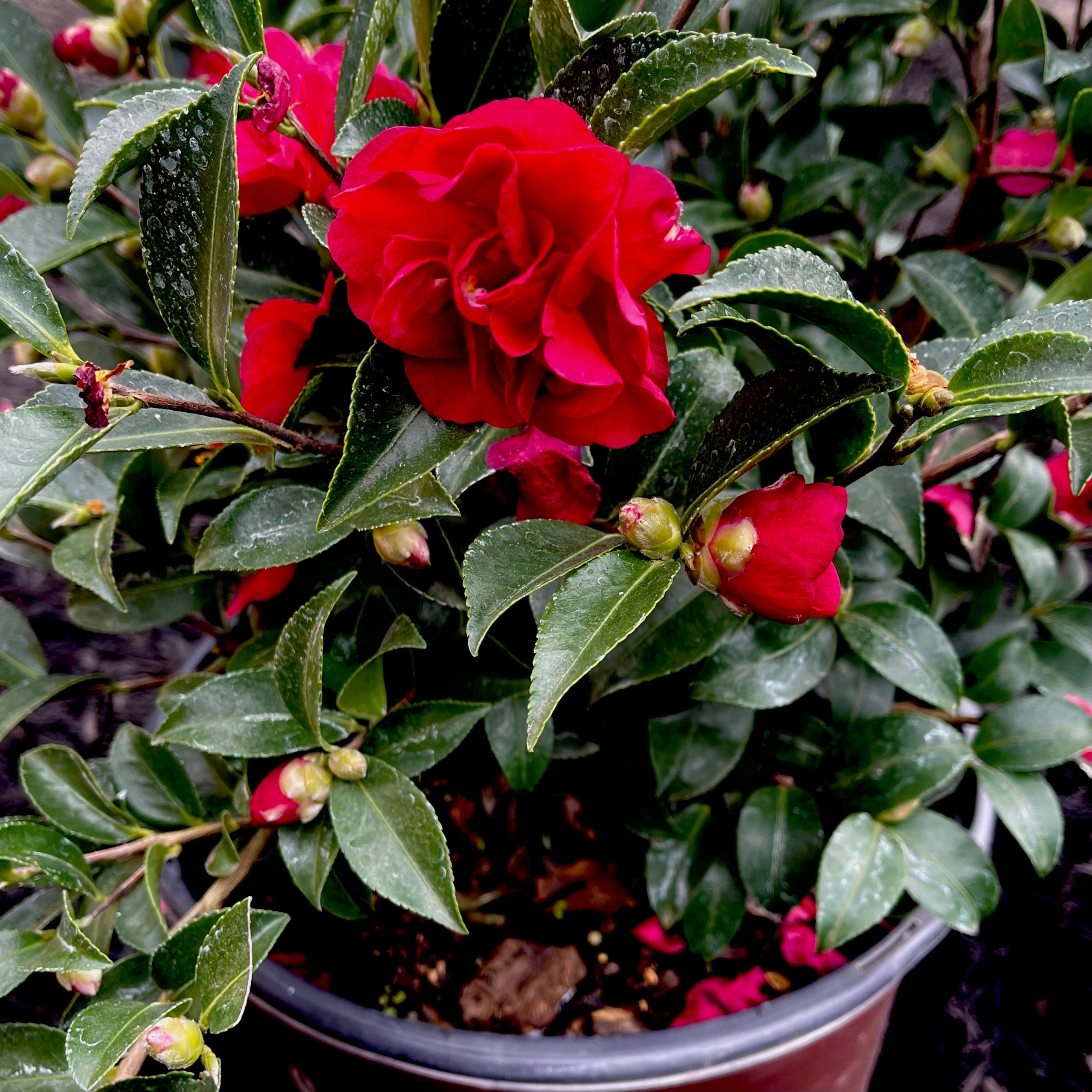 October Magic® Ruby™ Camellia- 3 Gallon