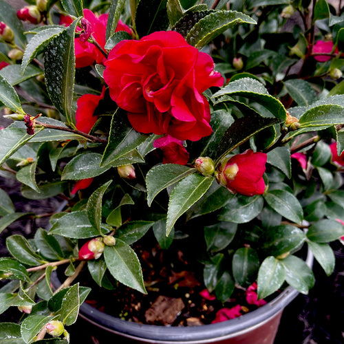 October Magic® Ruby™ Camellia- 3 Gallon