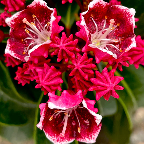 Keepsake Mountain Laurel- 2 Gallon