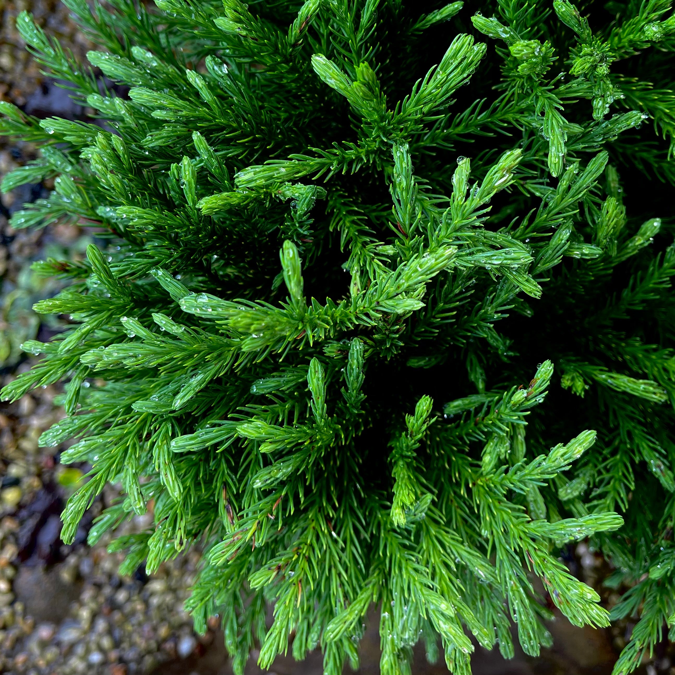 Globosa Nana Japanese Cedar