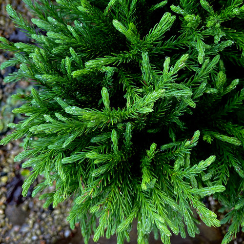 Globosa Nana Japanese Cedar