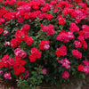 Double Red Knock Out® Rose