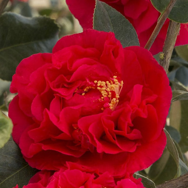 Kramer's Supreme Camellia - PlantingTree