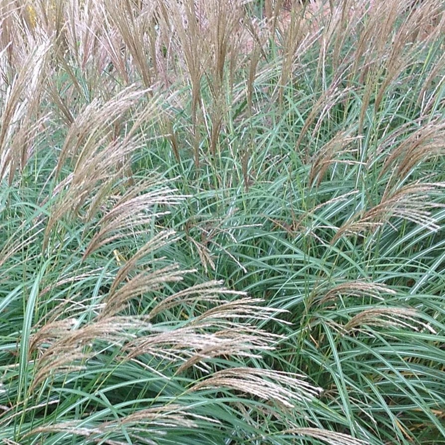 Miscanthus Gold Breeze