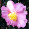 Long Island Pink Camellia
