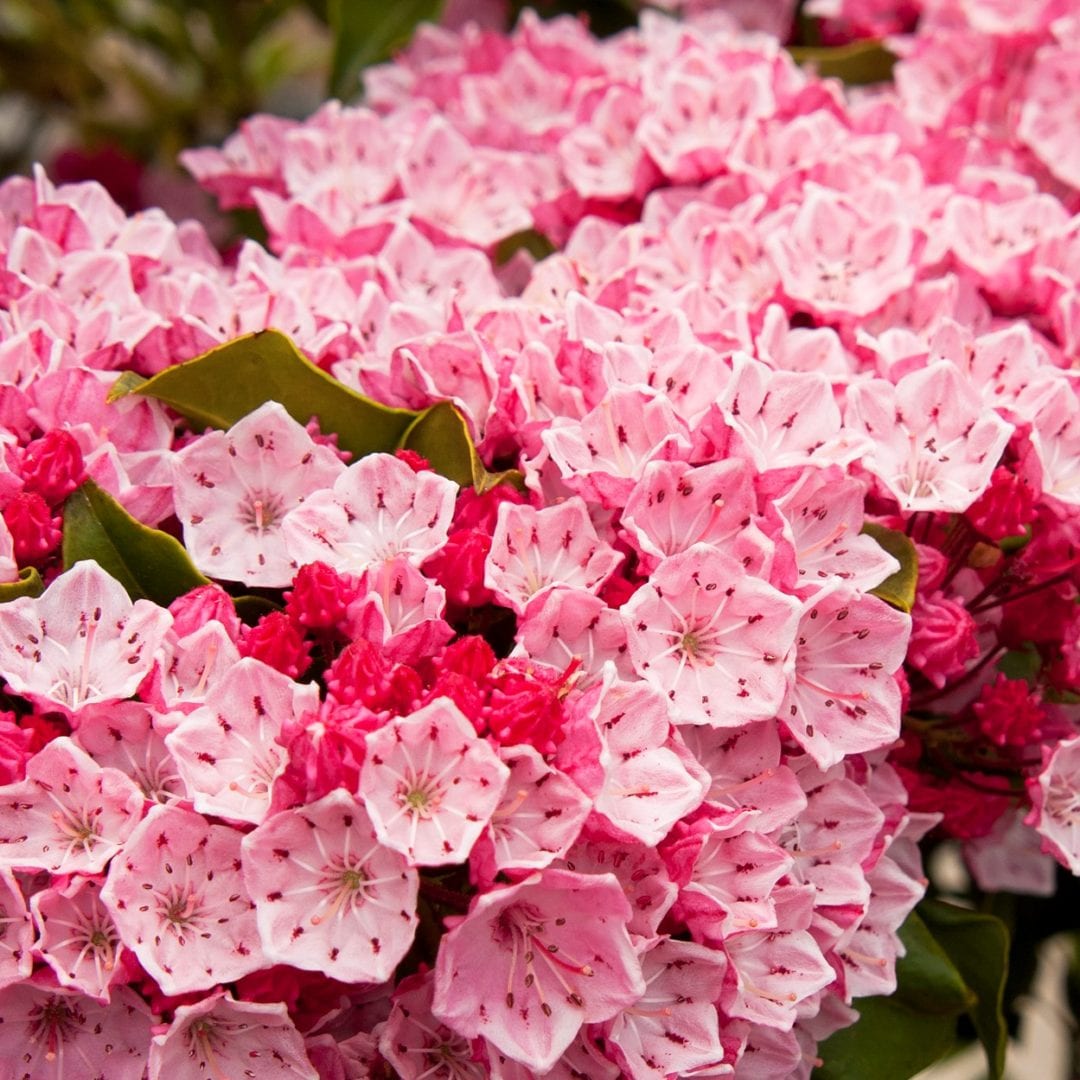 Mountain Laurel Olympic Fire Varieties Unveiled Mountain Laurel Olympic Fire Varieties Unveiled