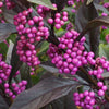 Pearl Glam™ Beautyberry
