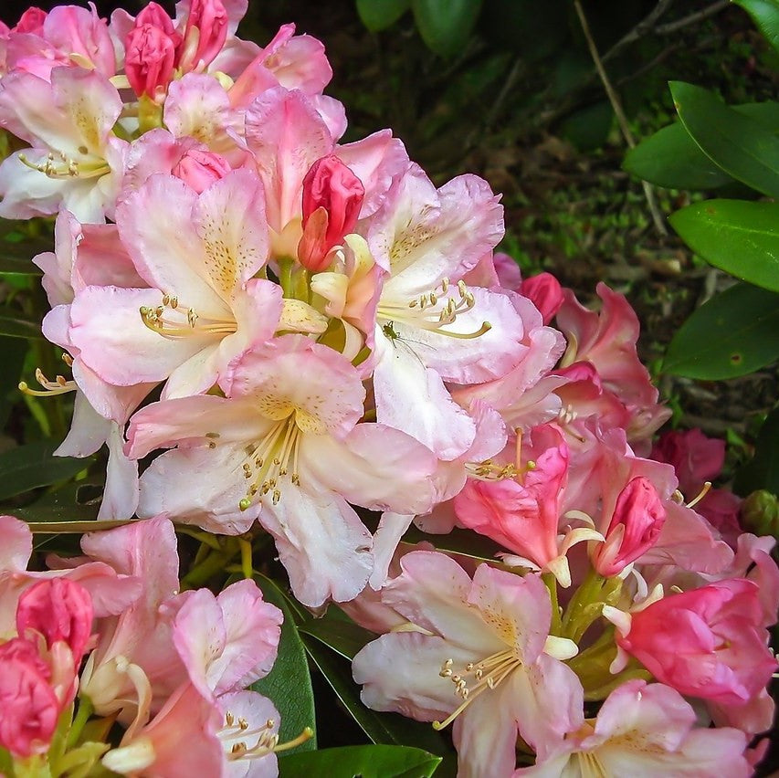 Percy Wiseman Rhododendron