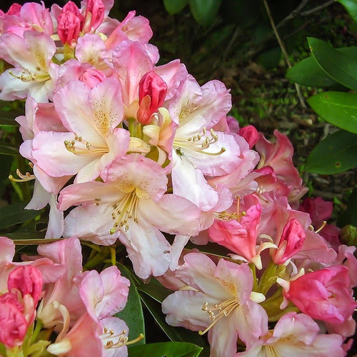 Percy Wiseman Rhododendron