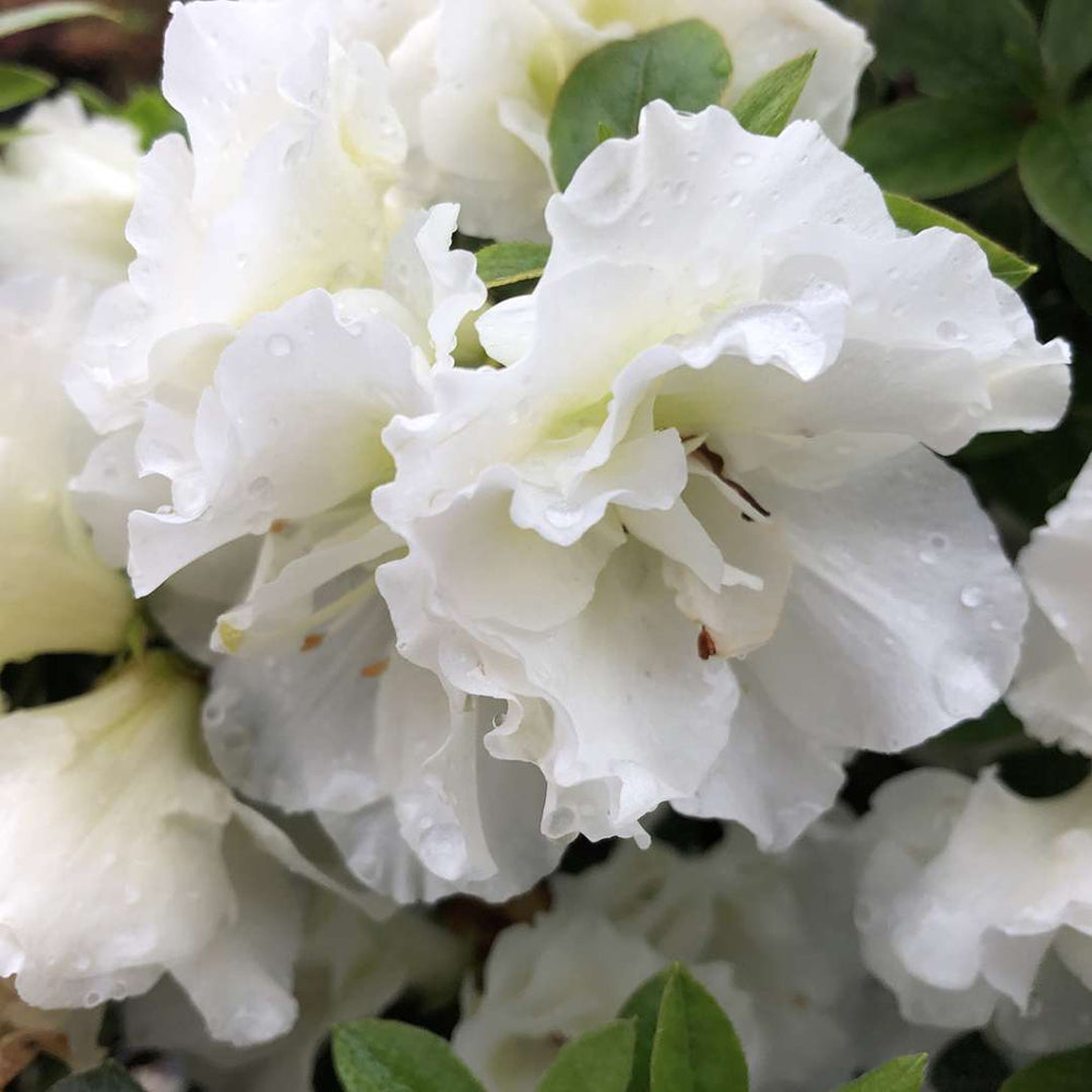 White Azalea