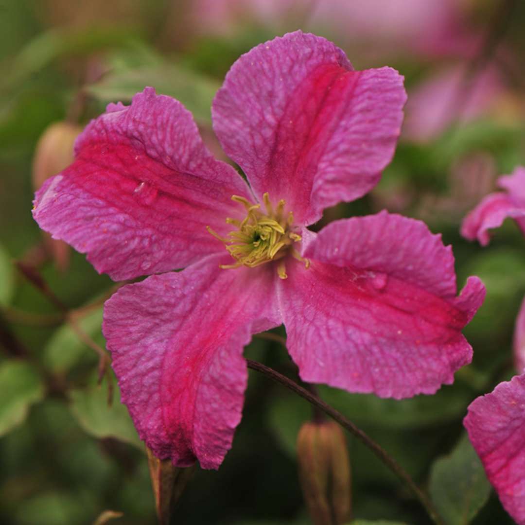 Pink Mink Clematis Vine