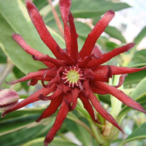 Pink Frost Illicium Anise