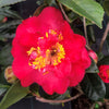 Red Fellow Camellia