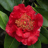 Red Fellow Camellia