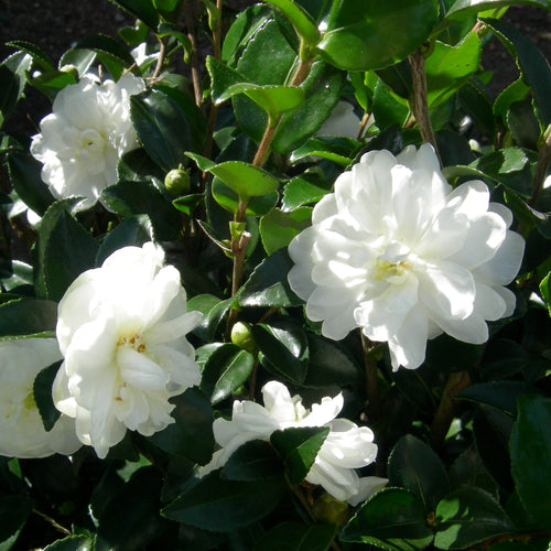 October Magic® White Shi-Shi™ Camellia