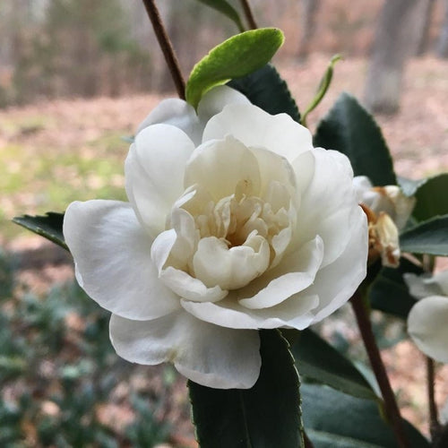Snow Flurry Camellia- 3 Gallon