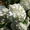 Popcorn Snowball Viburnum