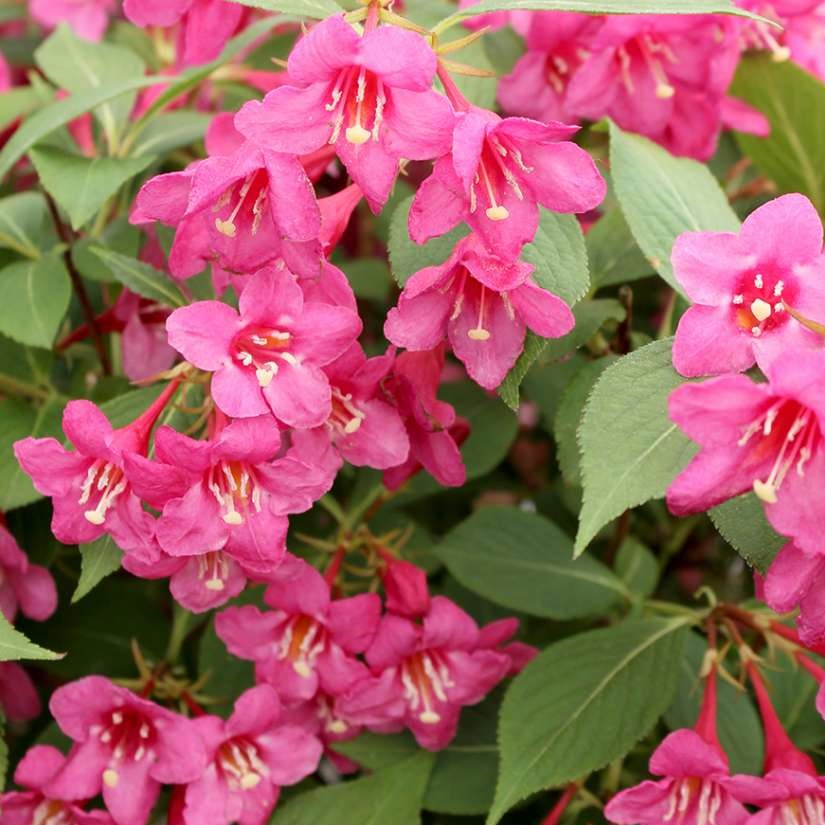 Sonic Bloom® Pink Weigela - 3 gallon container – Lots of Plants