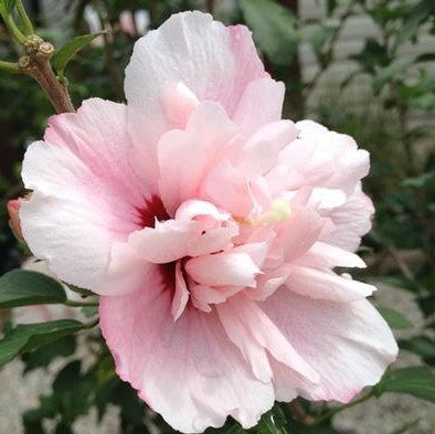 Strawberry Smoothie™ Hibiscus 'rose Of Sharon' - 3 Gallon Container 