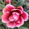 Tama Vino Camellia