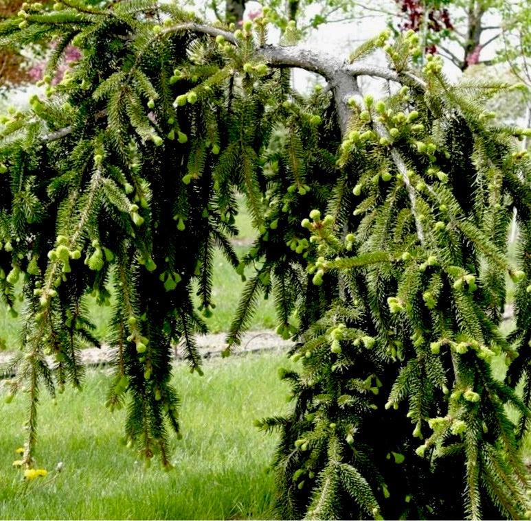 Weeping Norway Spruce- 1 or 5 Gallon