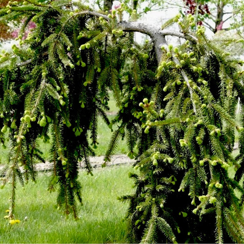 Weeping Norway Spruce- 1 or 5 Gallon