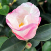 Yoi Machi Camellia