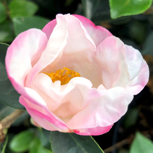 Yoi Machi Camellia